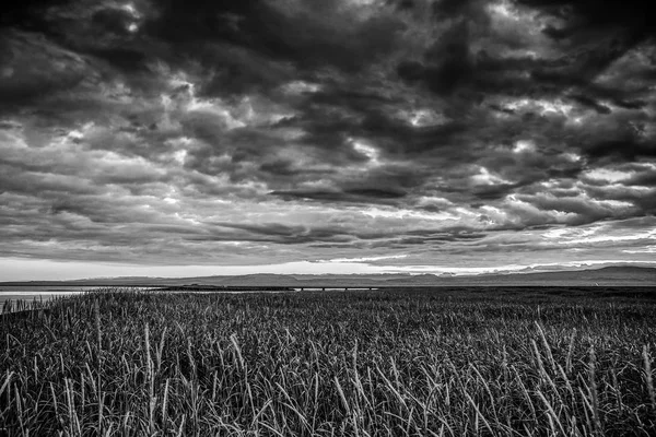 Malerische Landschaft Der Abendwiese Schwarz Weiß Foto — Stockfoto