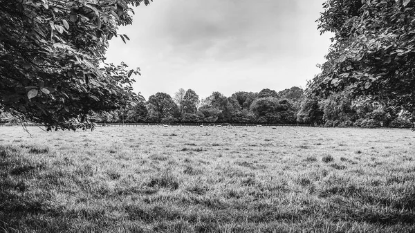 Campo Agrícola Verde Con Animales Granja Foto Blanco Negro —  Fotos de Stock