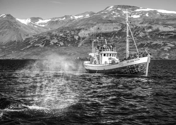 Icelandic fishing boat for whale watching. Black-white photo.