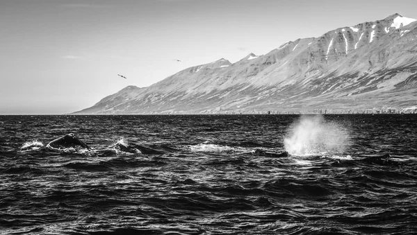 Whales on water in gulf of Iceland. Black-white photo.