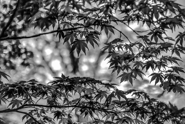 Kwitnący Elementów Europejskiej Park Fotografia Czarno Biała — Zdjęcie stockowe