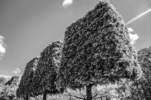 咲くヨーロッパ公園の要素 白黒写真 — ストック写真