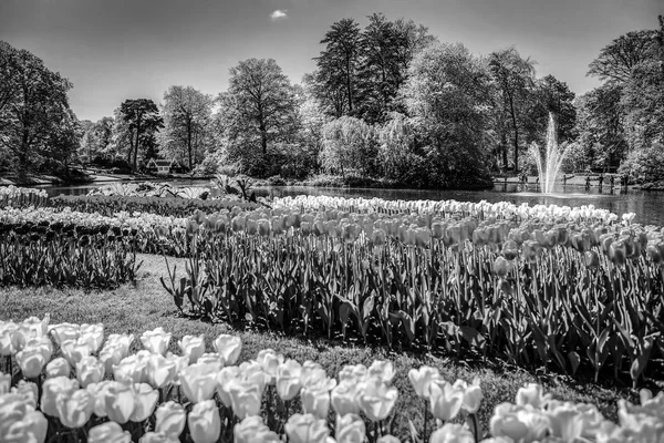 Blooming European Park Elements Black White Photo — Stock Photo, Image