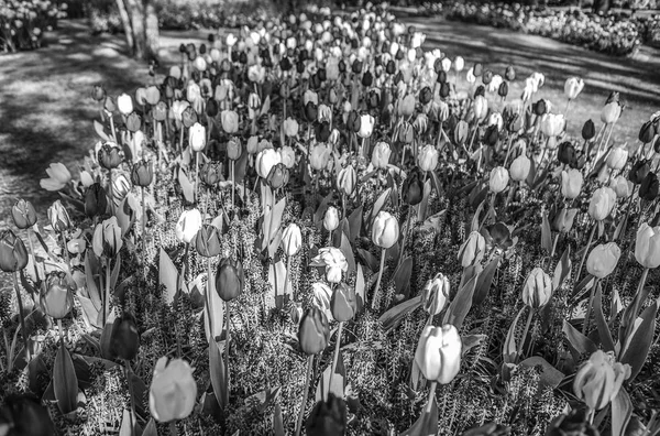 Blooming European Park Elements Black White Photo — Stock Photo, Image