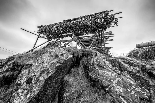 Traditionell Torkning Norsk Torsk Svart Vitt Foto — Stockfoto