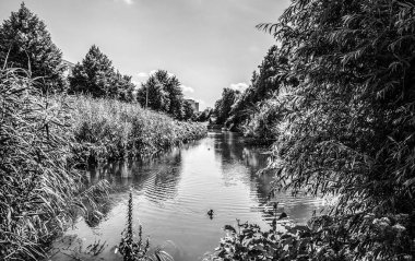 Güzel bir şehir parkı öğeleri. Siyah-beyaz fotoğraf.
