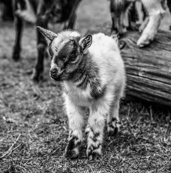 Portrait Little Goatling — Stock Photo, Image