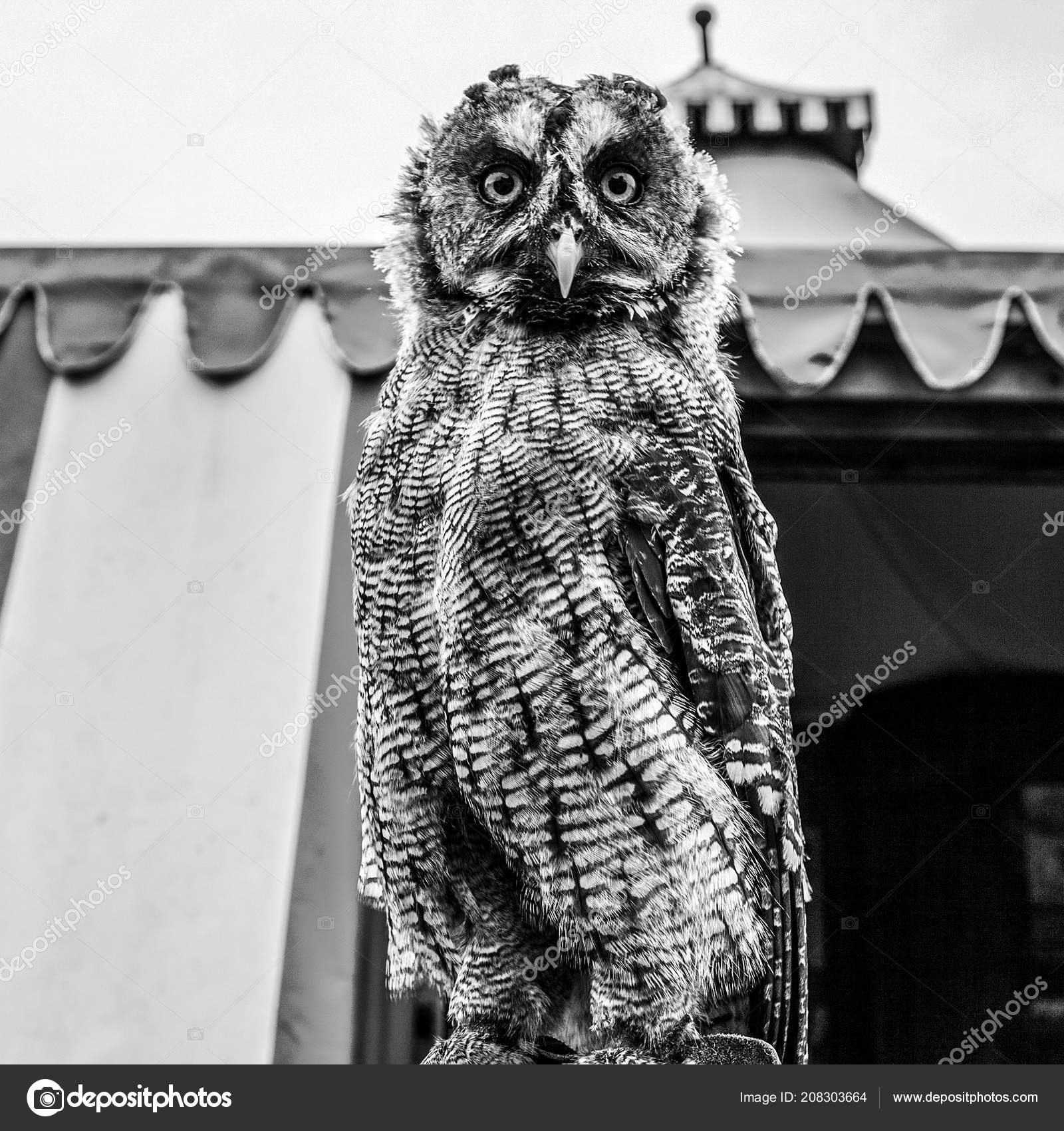 Eagle Owl Black White Photo Stock Photo Innervision