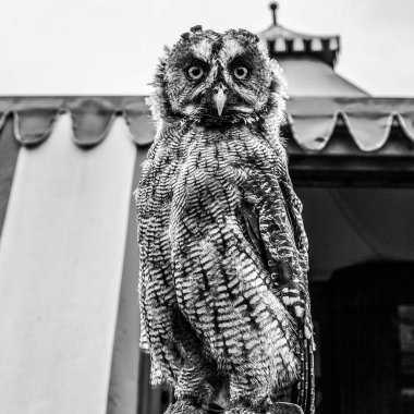 Kartal baykuş siyah-beyaz fotoğraf.