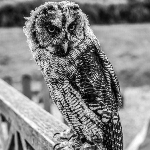 Eagle owl black-white photo.