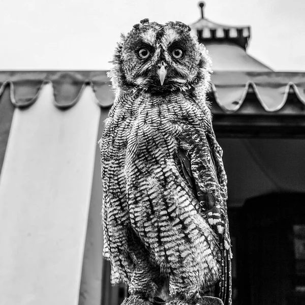 Eagle owl black-white photo.