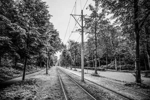 Blooming European Park Elements Black White Photo — Stock Photo, Image