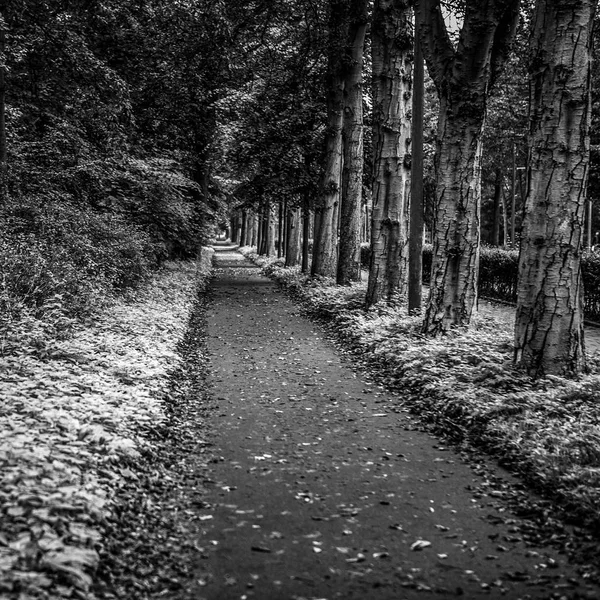 Elementos Florescentes Parque Europeu Foto Preto Branco — Fotografia de Stock