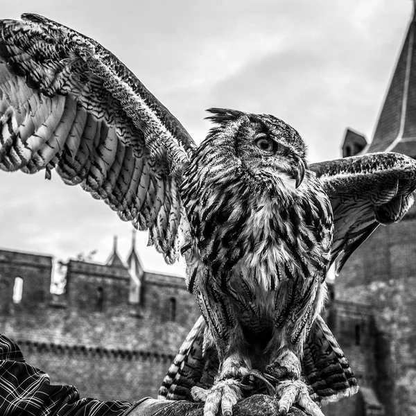 Eagle owl black-white photo.