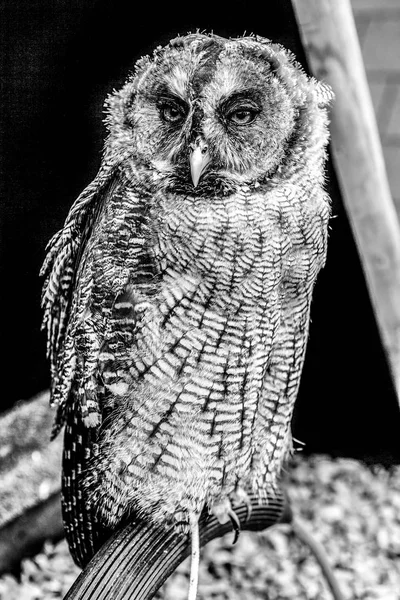 Eagle owl black-white photo.