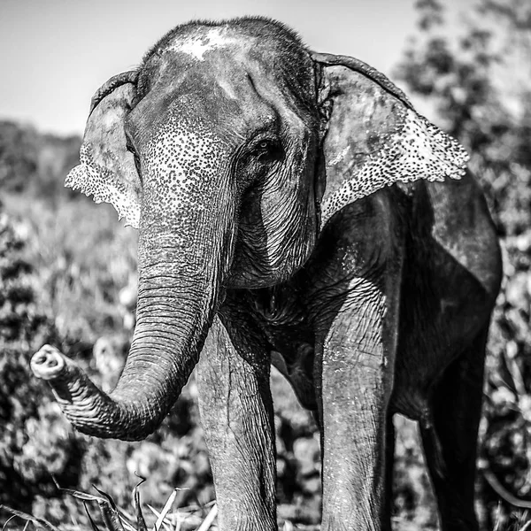 Elephant Black White Photo — Stock Photo, Image