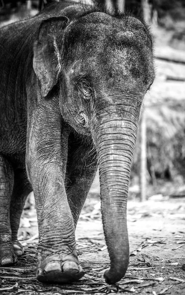 Olifant Zwart Wit Foto — Stockfoto