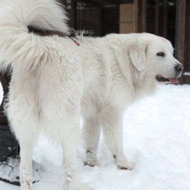 Genç Tatra çoban köpeği karlı kış bahçesinde.