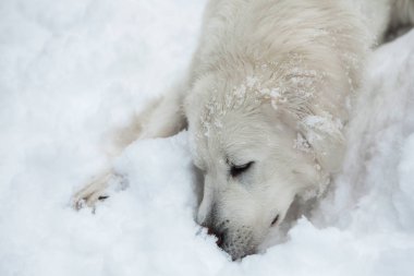 Genç Tatra çoban köpeği karlı kış bahçesinde.