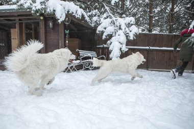 Genç kız oyun karlı kış bahçesinde Tatra çoban köpeği ile.