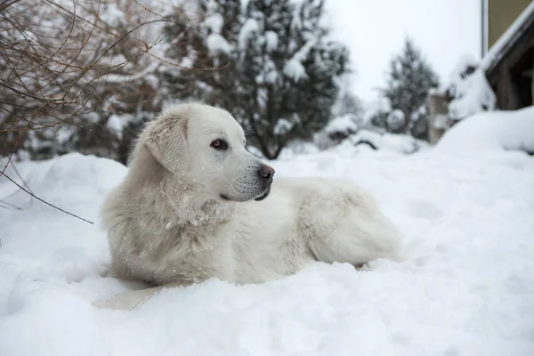 Young Tatra Romanesc Carpatin Besneeuwde Wintertuin — Stockfoto