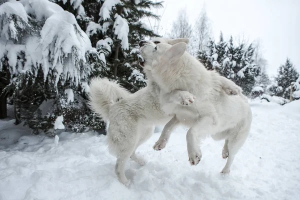 Jong Koppel Van Tatra Romanesc Carpatin Besneeuwde Wintertuin — Stockfoto