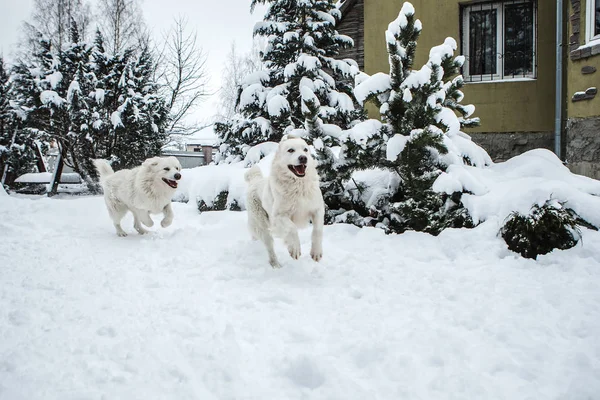 Młoda Para Tatra Shepherd Pies Ogrodzie Zimowym Śniegu — Zdjęcie stockowe