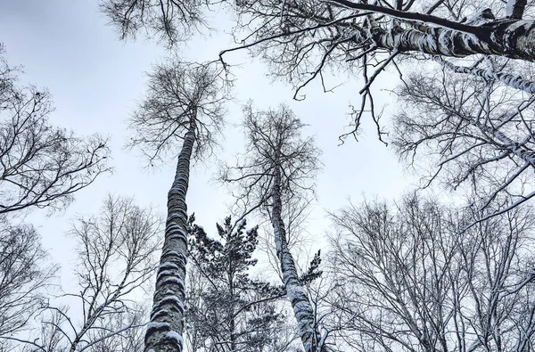 Snön Täckte Skog Vinterlandskap — Stockfoto