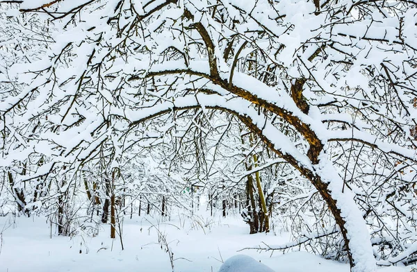 Snön Täckte Skog Vinterlandskap — Stockfoto