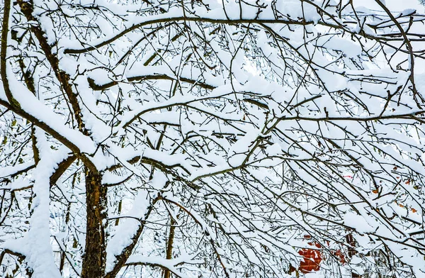 Сніг Вкрив Зимовий Лісовий Пейзаж — стокове фото