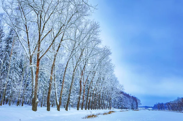 Pokryte Śniegiem Zima Jezioro Krajobraz — Zdjęcie stockowe