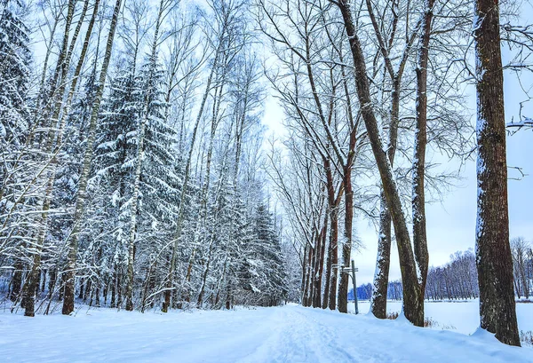 Pokryte Śniegiem Zimą Droga Krajobraz — Zdjęcie stockowe
