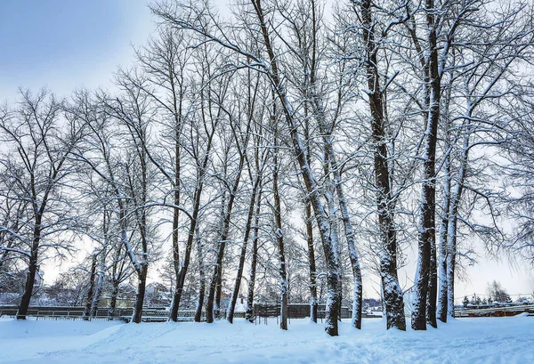 Pokryte Śniegiem Krajobraz Las Zima — Zdjęcie stockowe