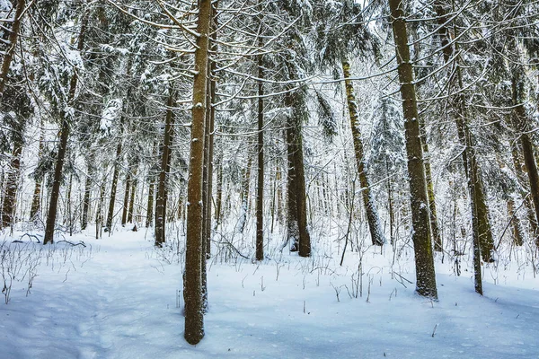 Snön Täckte Skog Vinterlandskap — Stockfoto