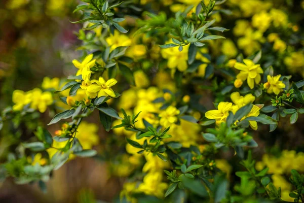 Bright Spring Floral Background Close — Stock Photo, Image