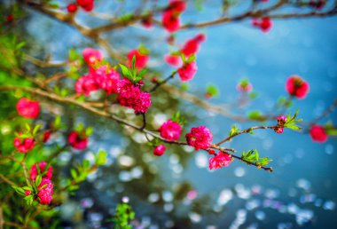 Çin parkında Sakura çiçeği.