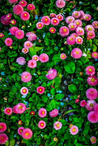 Primavera Brilhante Fundo Floral Close — Fotografia de Stock