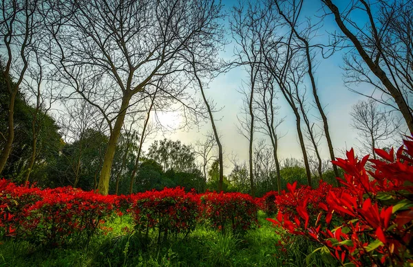 Traditional Chinese City Garden Park — Stockfoto