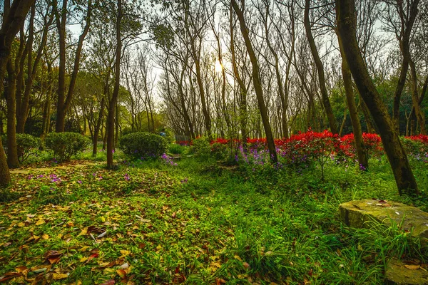 Traditional Chinese City Garden Park — Stock Photo, Image