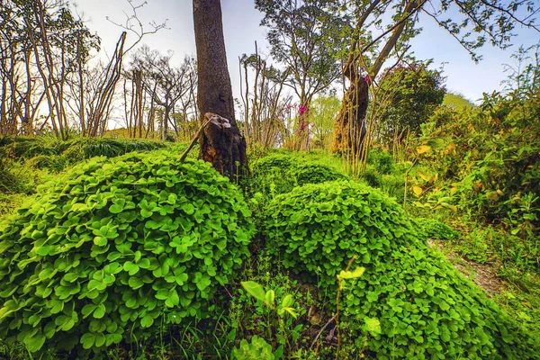 Parco Giardino Tradizionale Cinese — Foto Stock