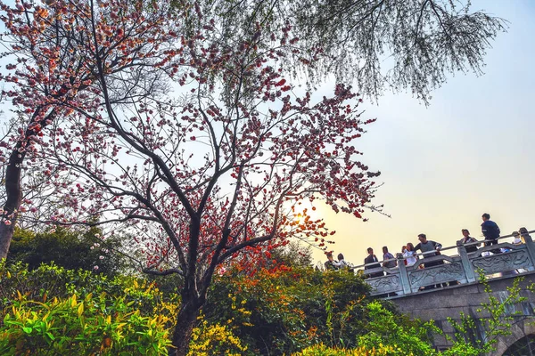 Çin Parkında Sakura Çiçeği — Stok fotoğraf