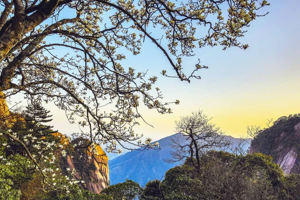 Sakura Blüte Chinesischen Park — Stockfoto