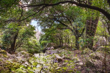 Sarı Dağlar Huangshan, Çin 'in Anhui Eyaleti.