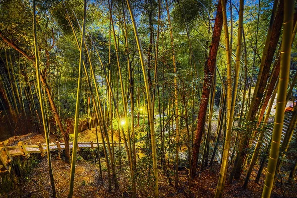 Nacht Asiatischer Regenwald — Stockfoto