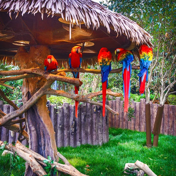 Экзотические Птицы Шанхайском Зоопарке — стоковое фото