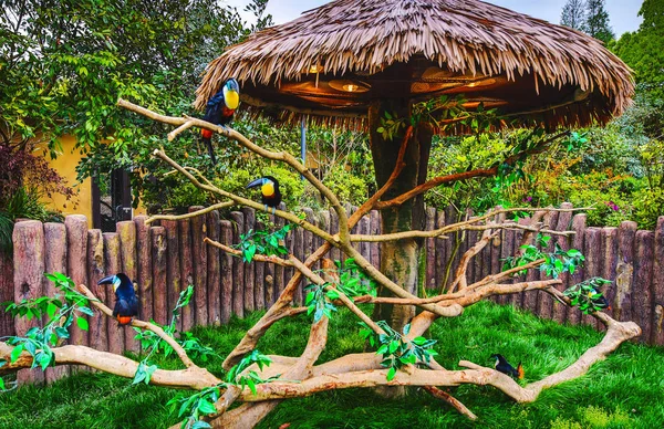 Şangay Hayvanat Bahçesi Nde Egzotik Kuşlar — Stok fotoğraf