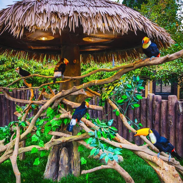 Aves Exóticas Jardim Zoológico Xangai — Fotografia de Stock