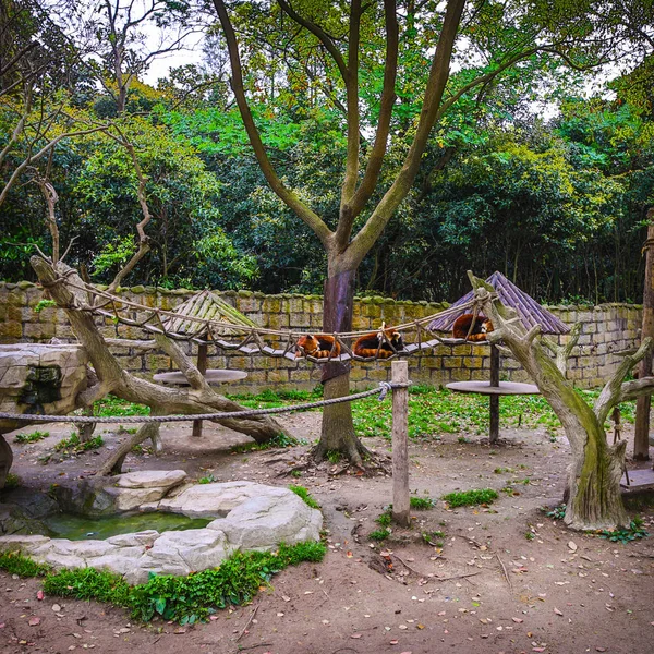 Traditionell Kinesisk Trädgårds Park — Stockfoto