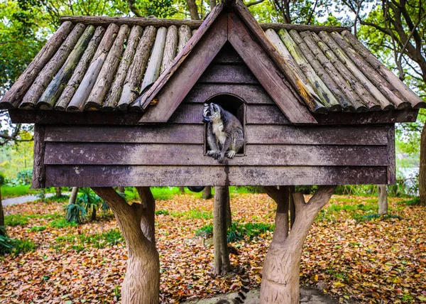 上海动物园的狐猴 — 图库照片