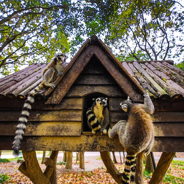 上海动物园的狐猴 — 图库照片